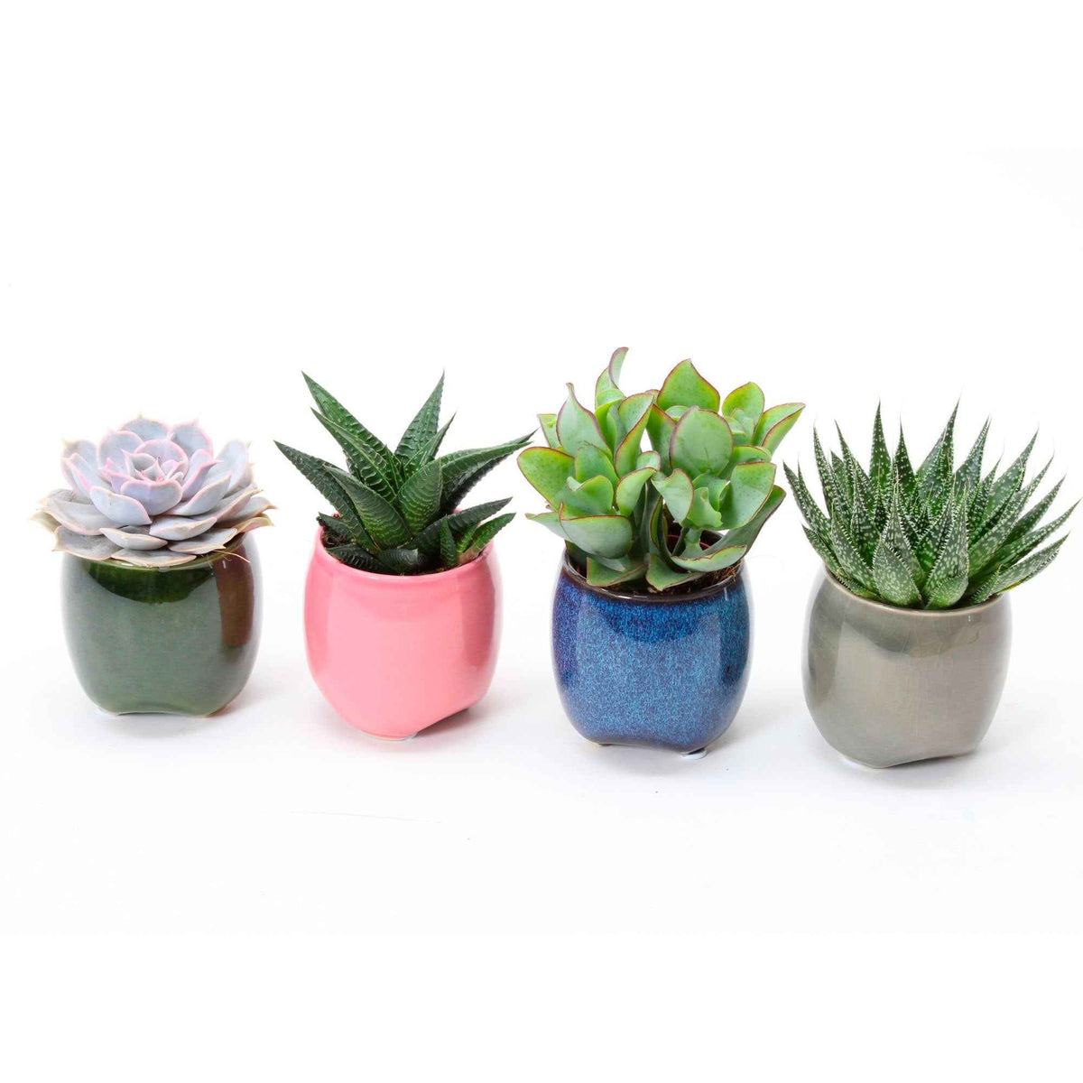 Collection de 4 succulentes - Echeveria , Crassula , Haworthia , Aloe Aristata - Bakker