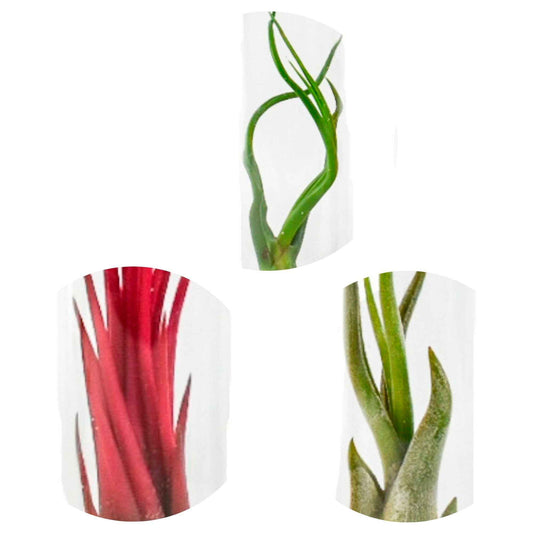 Tillandsias en mélange et tubes de verre - Bakker