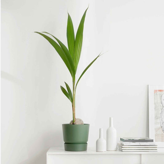 Cocotier d'intérieur - Bakker