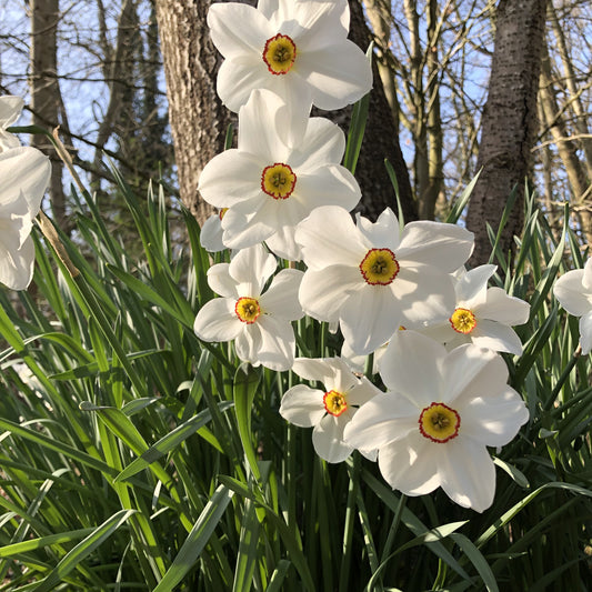 Bakker - 10 Narcisses des poètes Actea - Narcissus actea - Bulbes à fleurs