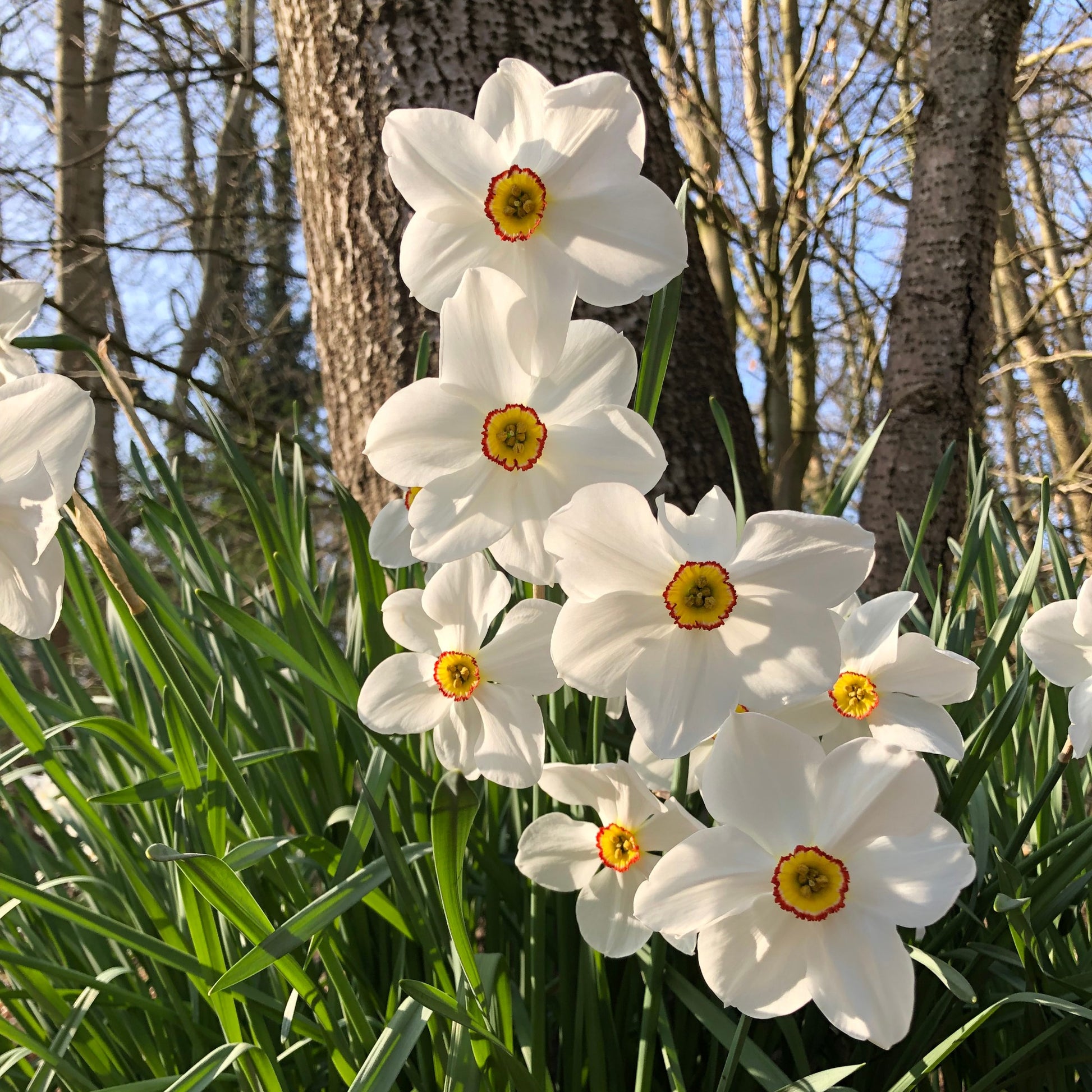 Bakker - Collection de 30 Narcisses Fortune et Rijnveld Early Sensation - Narcissus 'fortune', 'rijnveld early sensation', ' - Bulbes de printemps