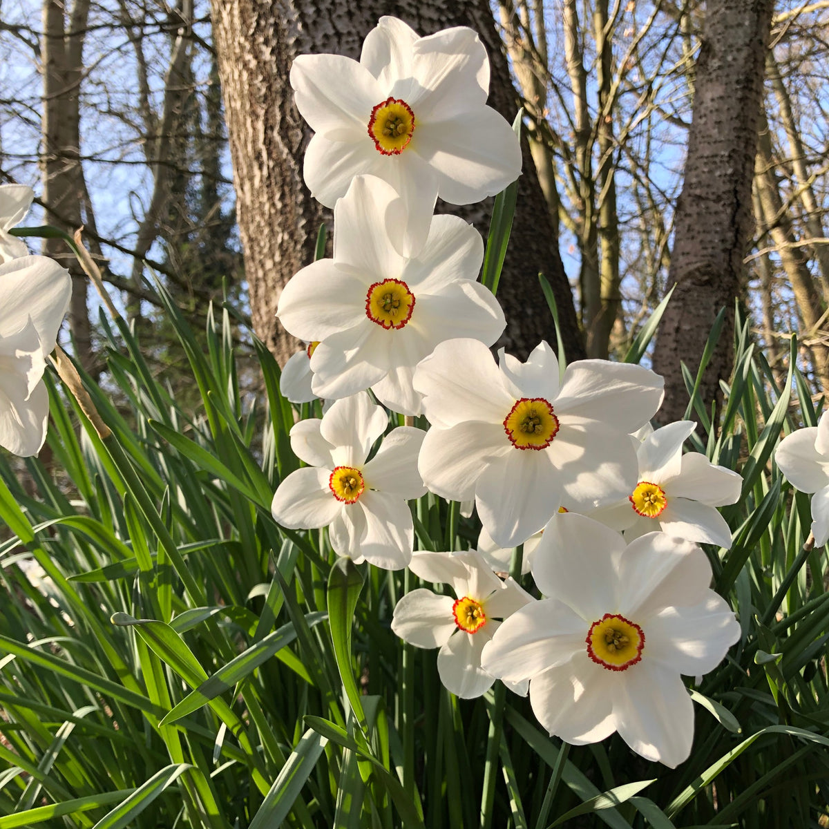 10 Narcisses des poètes Actea - Narcissus poeticus Actea - Bakker