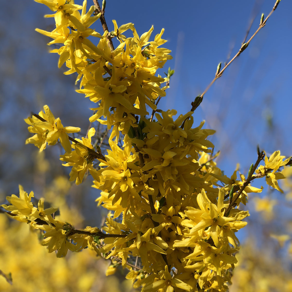 Forsythia Spectabilis - Forsythia x intermedia Spectabilis - Bakker