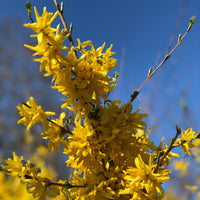 Vente Collection de 2 arbustes : Forsythia et Arbre de Judée - Cercis siliquastrum et forsythia x intermedia spectabilis