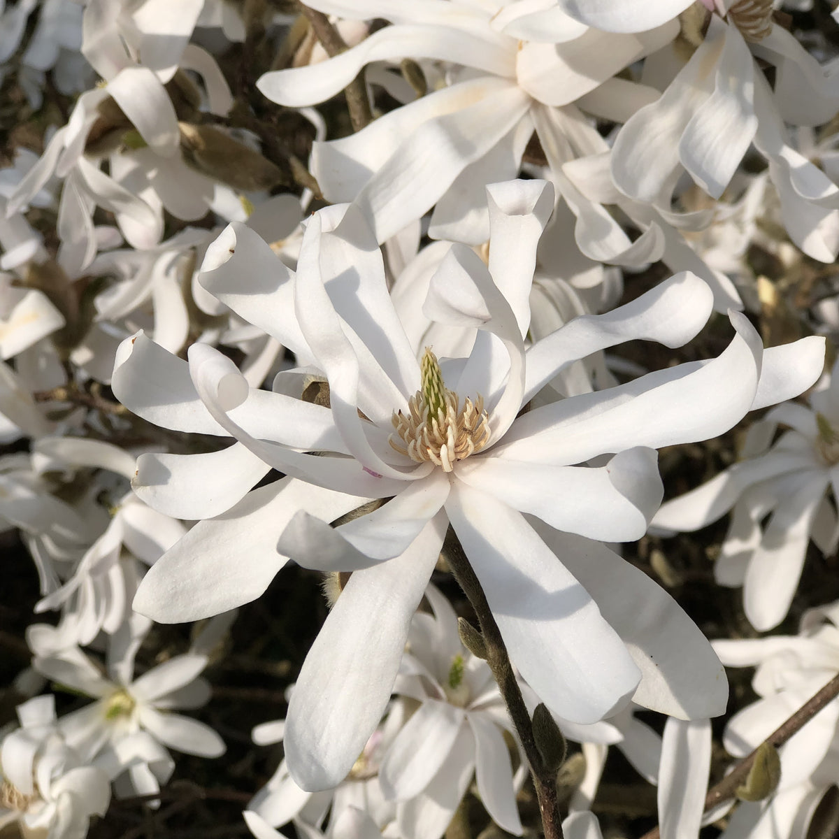 Magnolia étoilé - Bakker