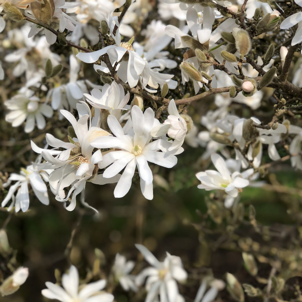 Magnolia étoilé - Magnolia stellata - Bakker