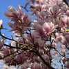 Bakker - Magnolia de Soulange - Magnolia soulangeana - Arbres