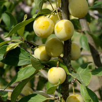 Prunier Mirabelle de Nancy - Prunus domestica mirabelle de nancy - Fruitiers