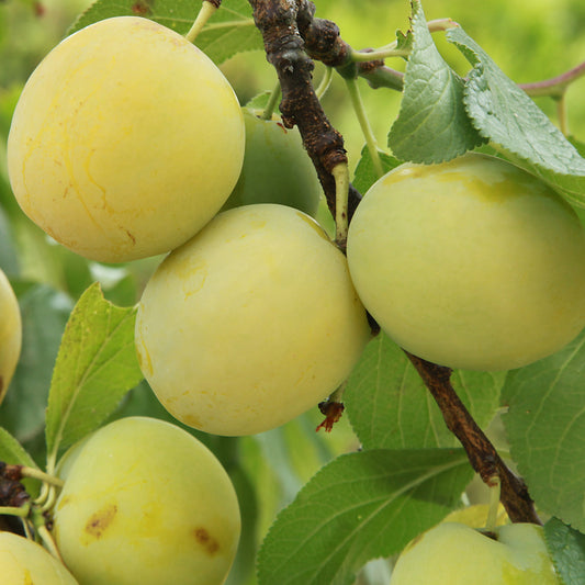 Prunier Reine-Claude d’Oullins - Bakker.com | France