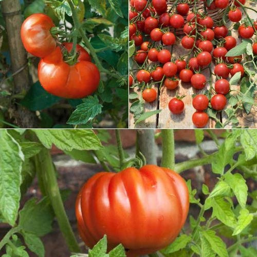 Collection de 9 plants de tomates classiques