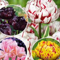 Bakker - Collection de Tulipes à fleurs de pivoine - Tulipa 'angélique', 'black hero', 'carnaval de nic - Bulbes de printemps