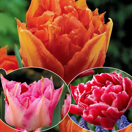 Bakker - Collection de 30 Tulipes doubles Murillo - Tulipa murillo 'willemsoord' 'willem van orange' ' - Bulbes à fleurs