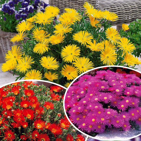 Bakker - Collection de 6 Ficoïdes : jaunes, violettes, rouges - Lampranthus aurantiacus - Plantes d'extérieur
