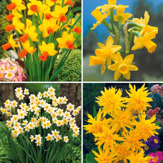 Collection de mini Narcisses : Jet fire, Rip van Winkle, Tête à tête - Narcissus 'jet fire', 'rip van winkle','tête à têt - Bulbes à fleurs