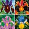 40 Iris de Hollande colorés en mélange - Bakker