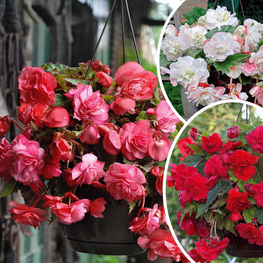 Bakker - 9 Bégonias parfumées en mélange - Begonia 'red glory', 'angélique''pink delight' - Bulbes à fleurs