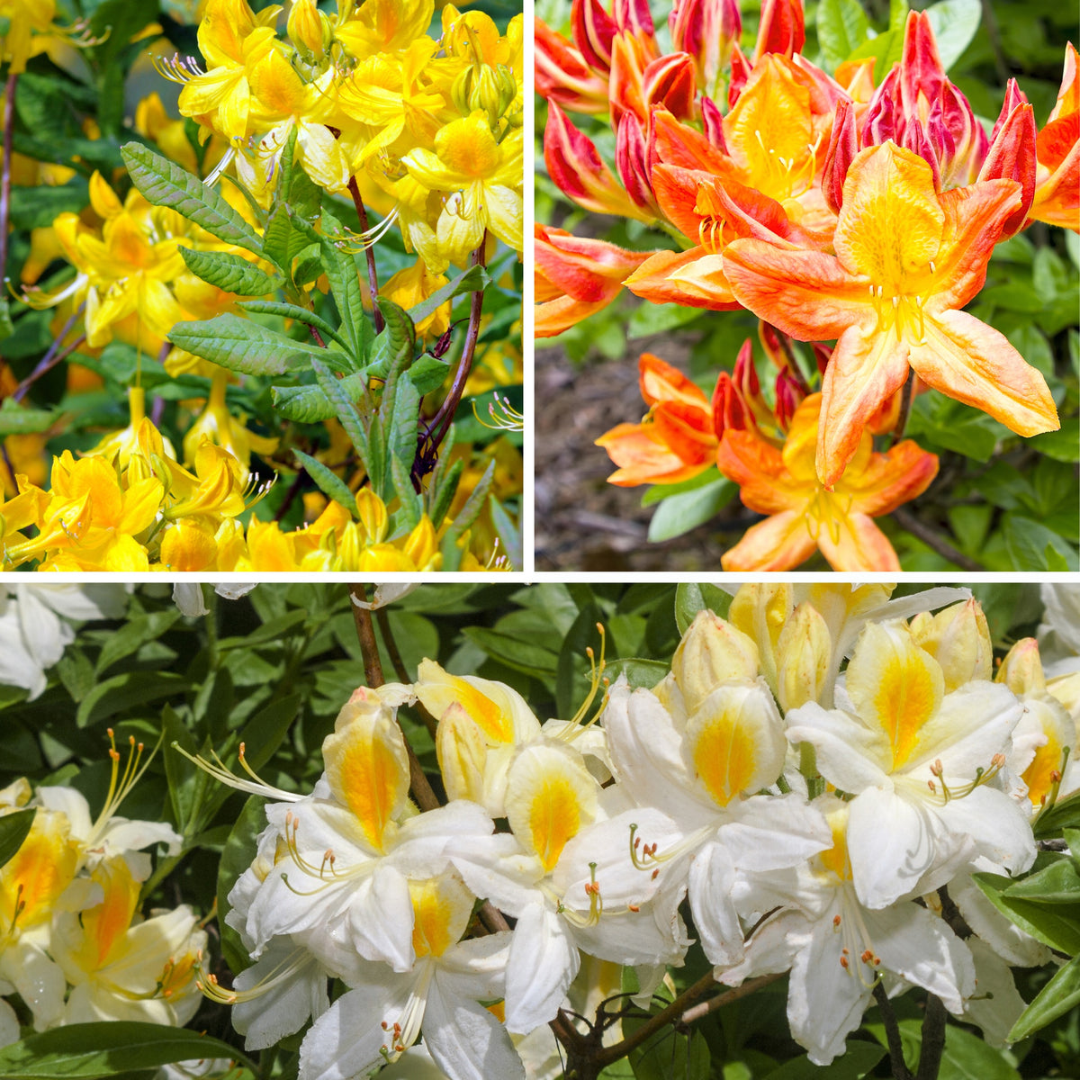 Collection d'Azalées de Chine : orangé, jaune, blanche - Bakker