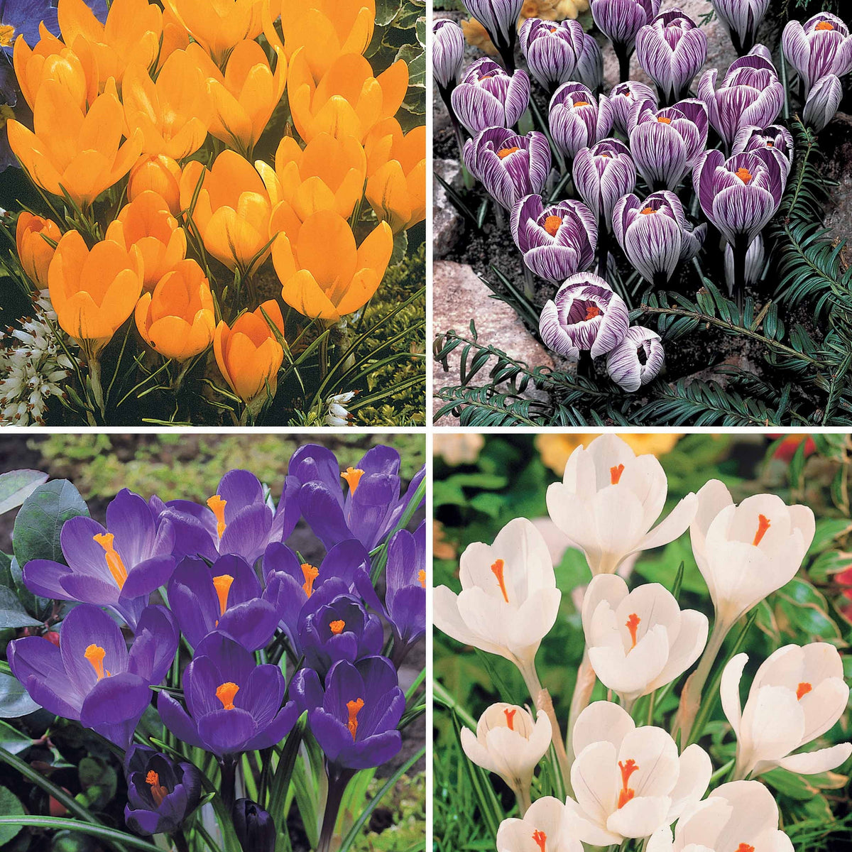 60 Crocus blanc violet, jaune, blanc, violet en mélange - Bakker