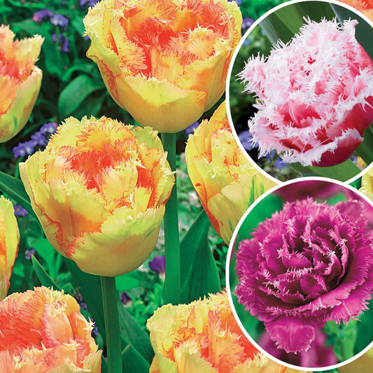 Bakker - Collection de 15 Tulipes frangées : Queensland, Mascotte, Vaya con Dios - Tulipa queensland, mascotte , vaya con dios - Bulbes à fleurs