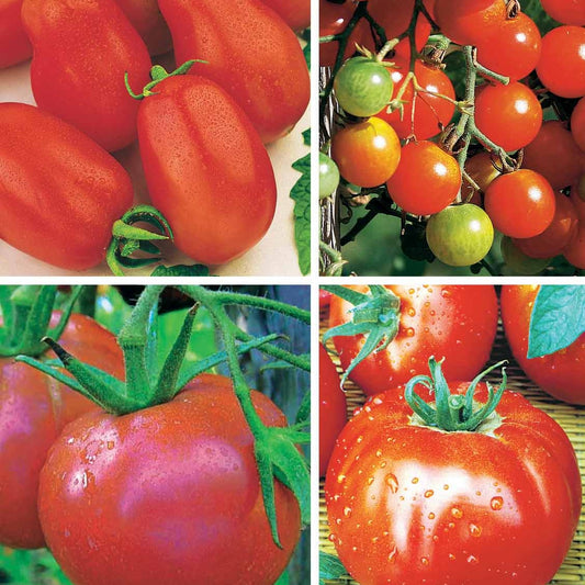 Collection de Tomates - Bakker.com | France