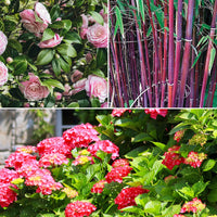 Bakker - Collection de 3 arbustes d'ombre : hortensia, camélia, bambou - Hydrangea macrophylla, camelia japonica, fargesia - Plantes d'extérieur