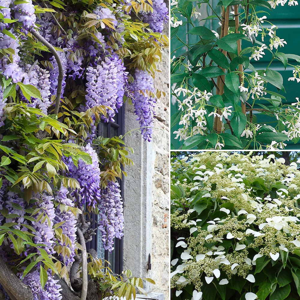 Bakker - Collection de 3 grimpantes : jasmin, glycine, hortensia grimpant - Trachelospermum jasminoides, wisteria, hydrangea p - Plantes d'extérieur