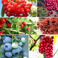 Vente Collection d'arbustes à fruits vitaminés