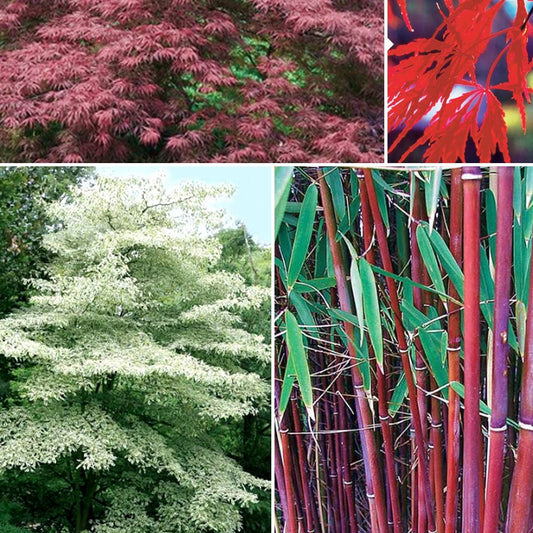 Bakker - Collection de 3 arbustes pour jardin japonais - Fargesia scabrida, cornus controversa, acer palmat - Plantes d'extérieur