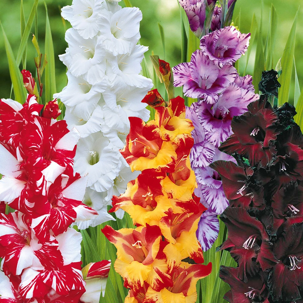 Collection de 50 Glaïeuls - Gladiolus 'zizanie', 'stéréo', 'belle de nuit', 'p - Bakker