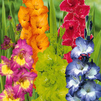 Glaïeuls pour un jardin multicolore en mélange - Gladiolus 'nori', 'green star', 'manteca', after s - Bulbes à fleurs