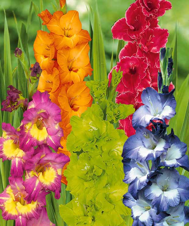 Glaïeuls pour un jardin multicolore en mélange - Gladiolus 'nori', 'green star', 'manteca', after s - Glaïeuls