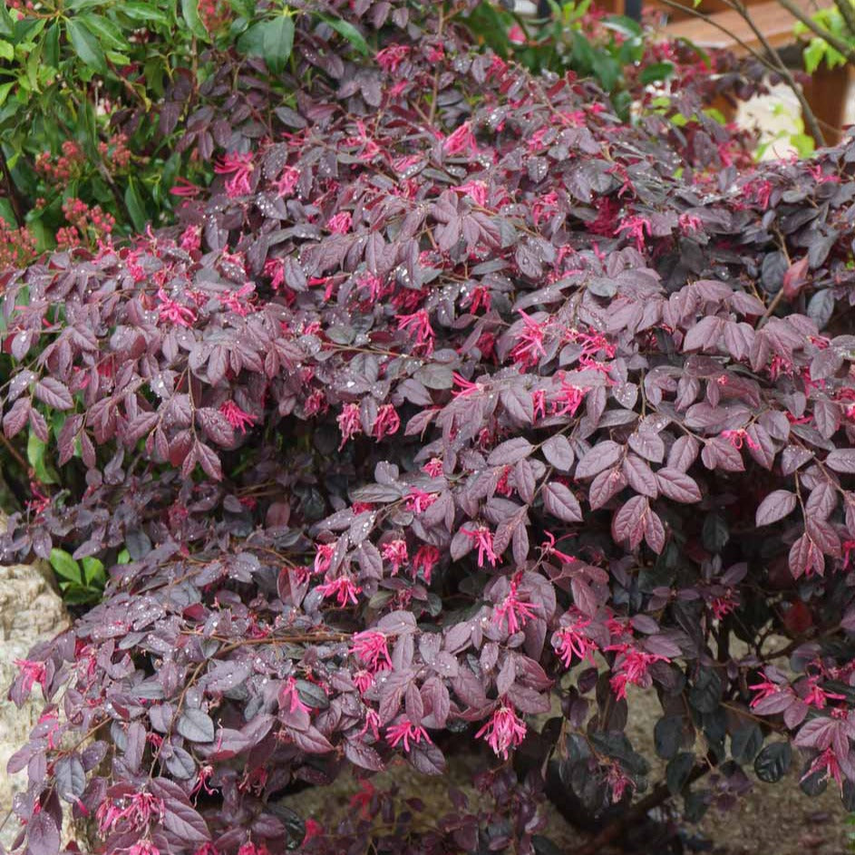 Plantes de terrasses et balcons - Loropétale Black Pearl - Loropetalum chinense Black Pearl