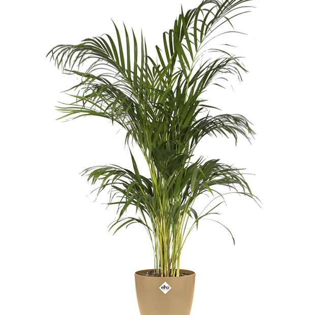 Vente Elho Cache-pot Brussels rond brun cookie - 