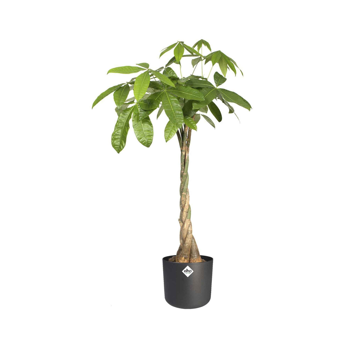 Vente Elho Pot B.for soft rond anthracite