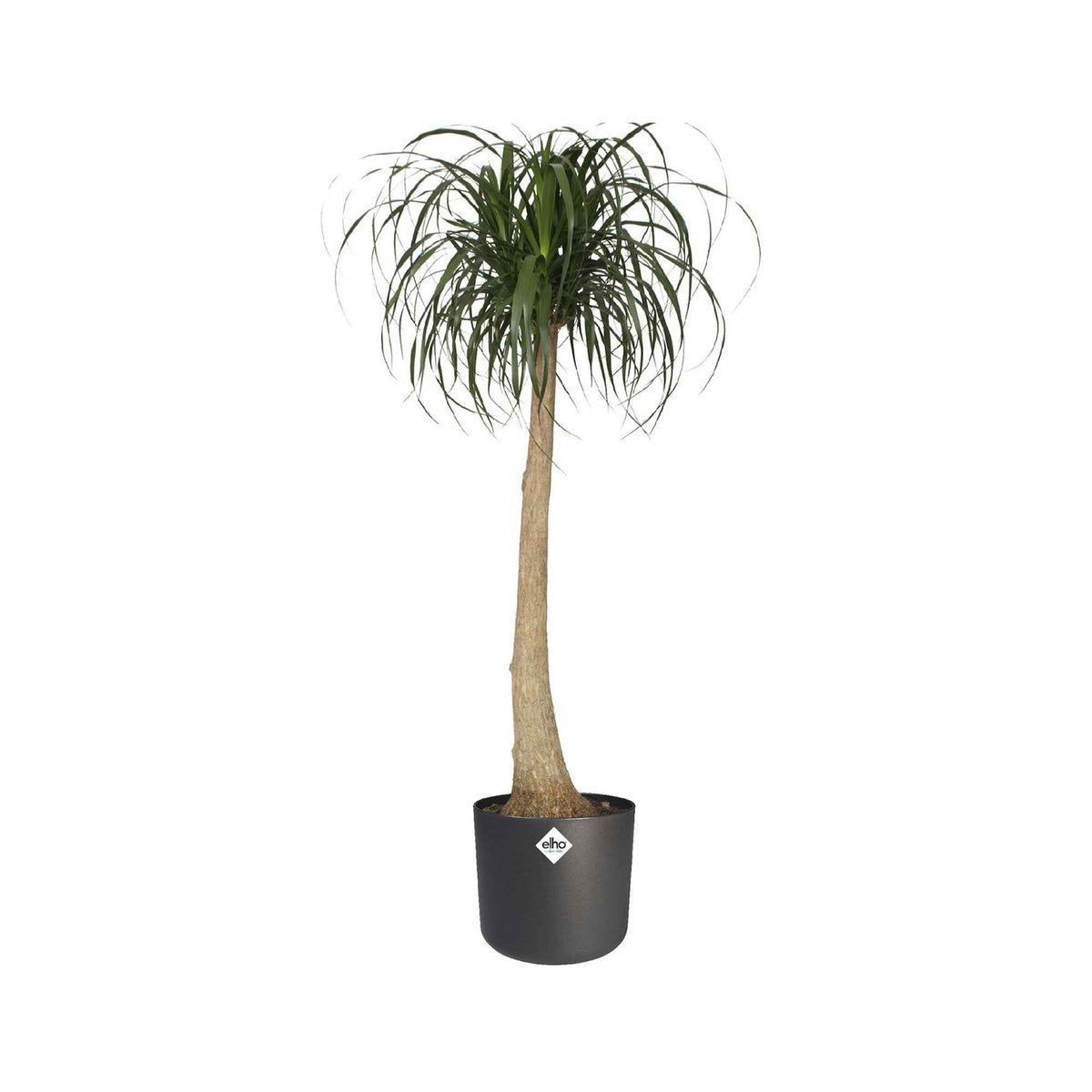 Vente Elho Pot B.for soft rond anthracite - Entretien et Matériel
