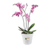 Elho pot pour orchidée - Bakker