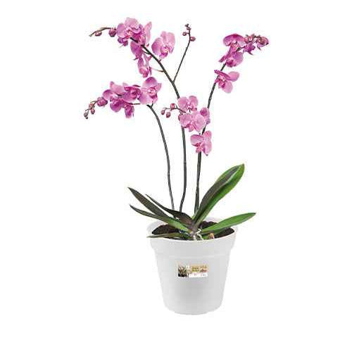 Elho pot pour orchidée - Bakker
