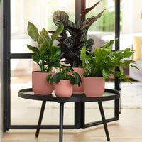  - Pot de fleurs Elho Vibes Fold rose - Entretien et Matériel