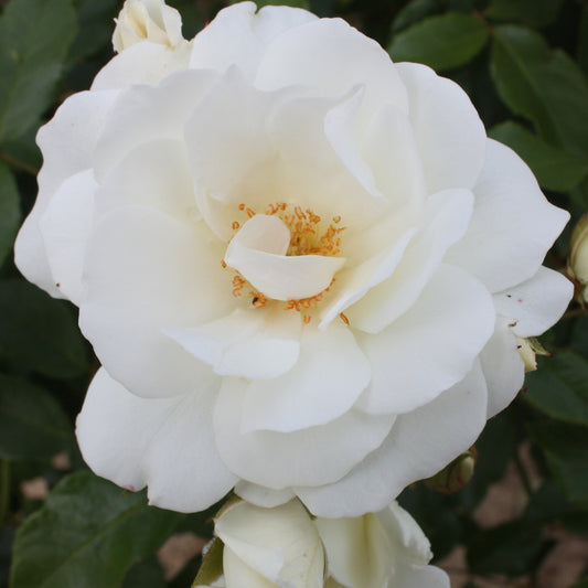 Rosier à massif Iceberg - Bakker