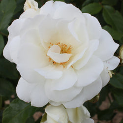 Rosier à massif Iceberg - Bakker