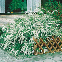 Collection Haie fleuries d'été - 6 arbustes - Hypericum, spiraea, ligustrum aureum, caryopteris, - Haies