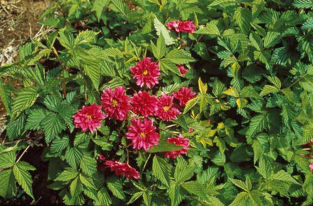 Collection Haie fleuries d'été - 6 arbustes - Hypericum, spiraea, ligustrum aureum, caryopteris, - Plantes d'extérieur