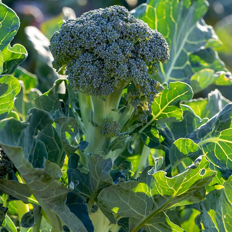 Bakker - Chou brocoli Atlantis F1 - Brassica oleracea atlantis f1 - Potager