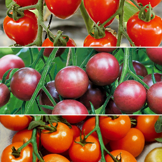 Collection de Tomates cerises - Bakker.com | France