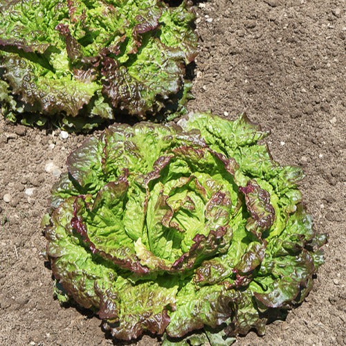 Laitue batavia Rouge Grenobloise - Lactuca sativa capitata rouge grenobloise - Bakker