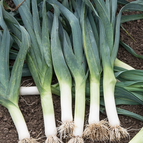 Autres graines de légumes