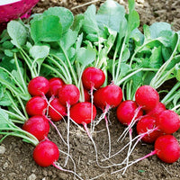 Radis Cerise - Raphanus sativus cerise - Bakker