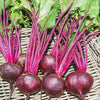 Betterave rouge De Détroit 2 (Globe) (6 g) - Bakker