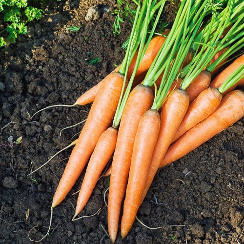 Graines pour potager - Collection de 7 sachets de graines pour potager - 