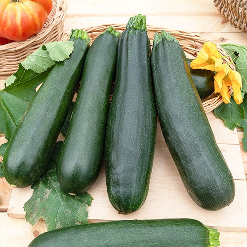 Graines de courgettes - Courgette Black Beauty - Cucurbita pepo  black beauty